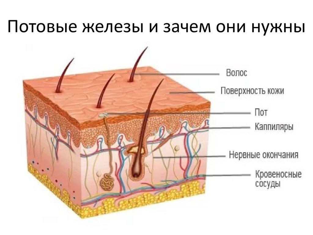 Выделительную функцию кожи выполняют железы