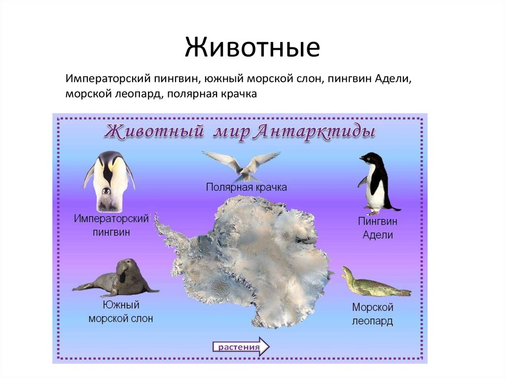 Где живут пингвины материк. Где живёт Пингвин?. Животные обитающие на континентах. Императорский Пингвин и морской слон. Где обитают пингвины на карте.