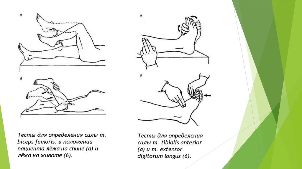 Положение сил. Тесты для определения силы. Проверка силы мышц. Определение мышечной силы в конечностях. Тестирование силы мышц.