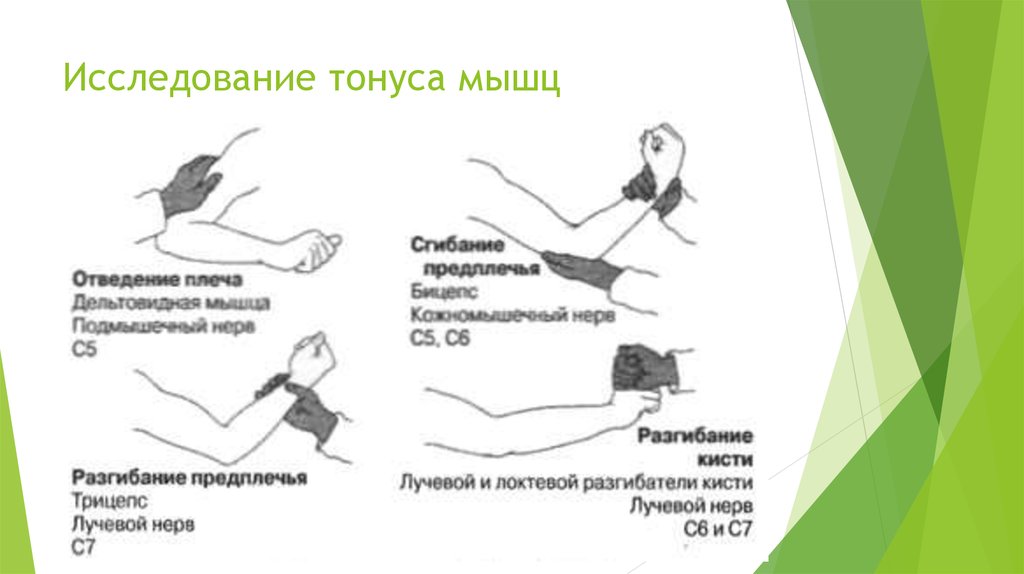 Как отличить тонус. Как проверяется тонус мышц. Исследование мышечного тонуса неврология. Исследование мышечного тонуса конечностей неврология. Оценка мышечного тонуса в руках и ногах.