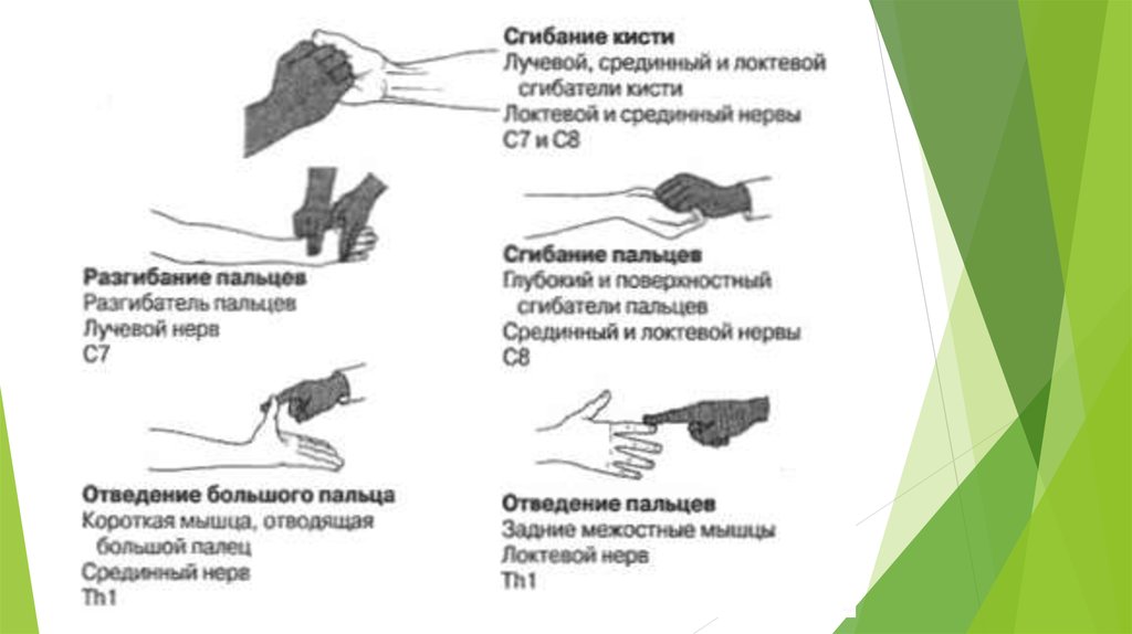 Болит сгиб запястья. Сгибание в лучезапястном суставе. Сгибание кисти в лучезапястном суставе. Флексия кисти. Движение сгибание кисти.