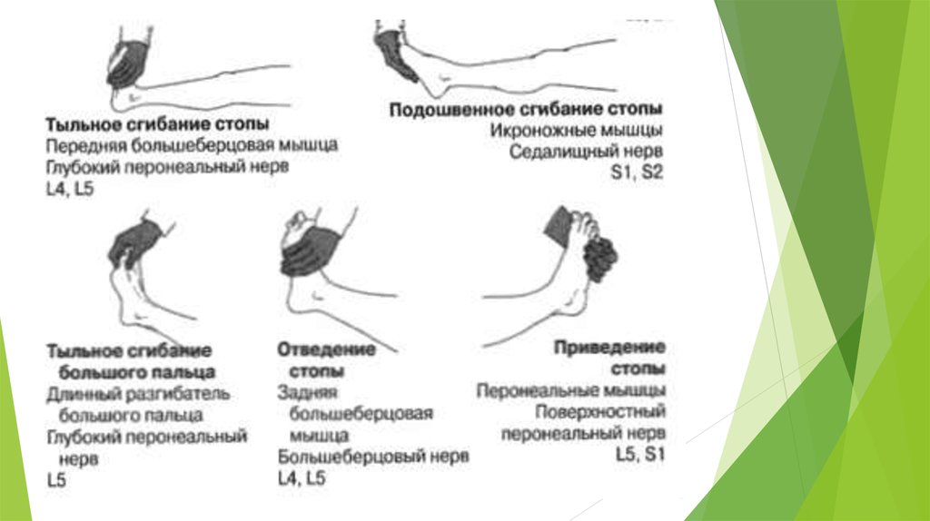 Подошвенное сгибание стопы