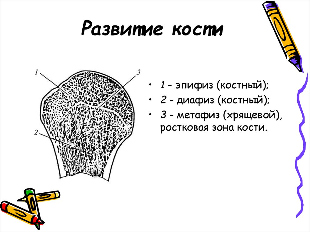 Эпифиз кости. Костный эпифиз. Отсутствие развития кости. Из чего развиваются кости.