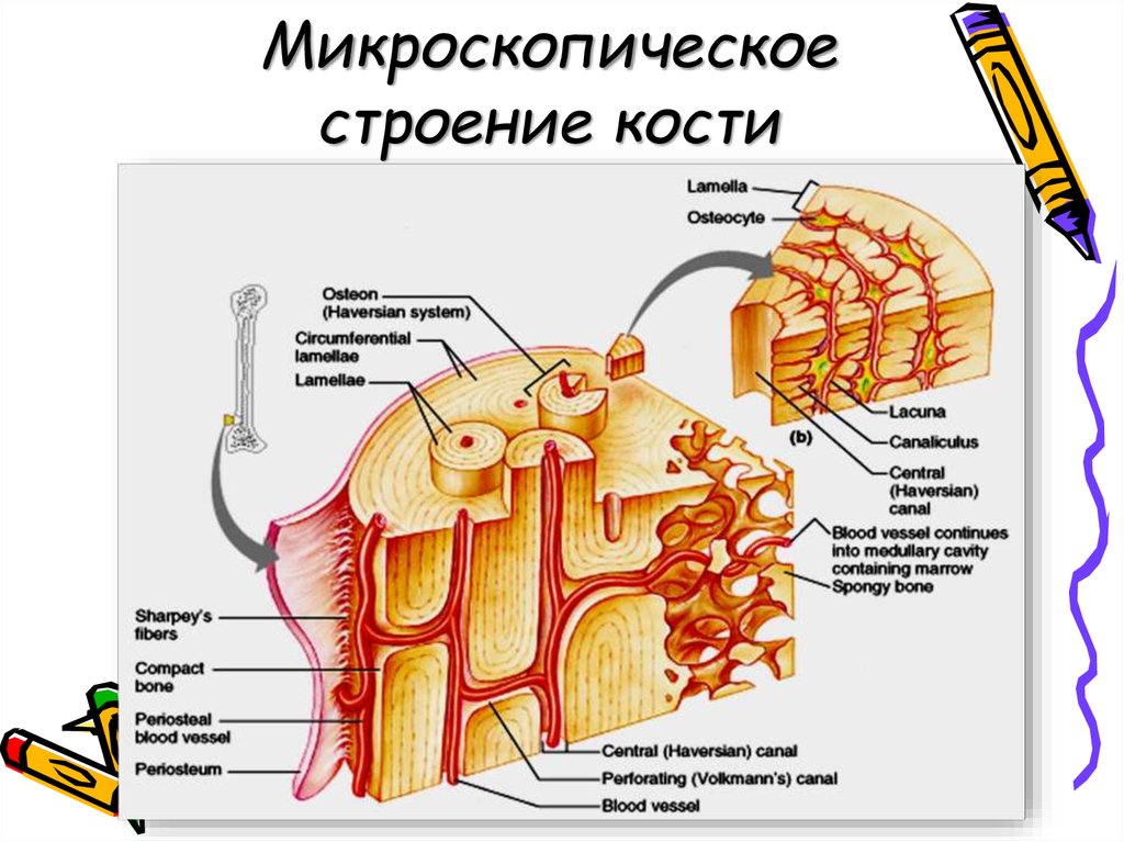 Bone 8. Микроскопическое строение кости. Микроскопическое строение костей. Микроскопическое строение косnb. Микроскопическое строение трубчатой кости.