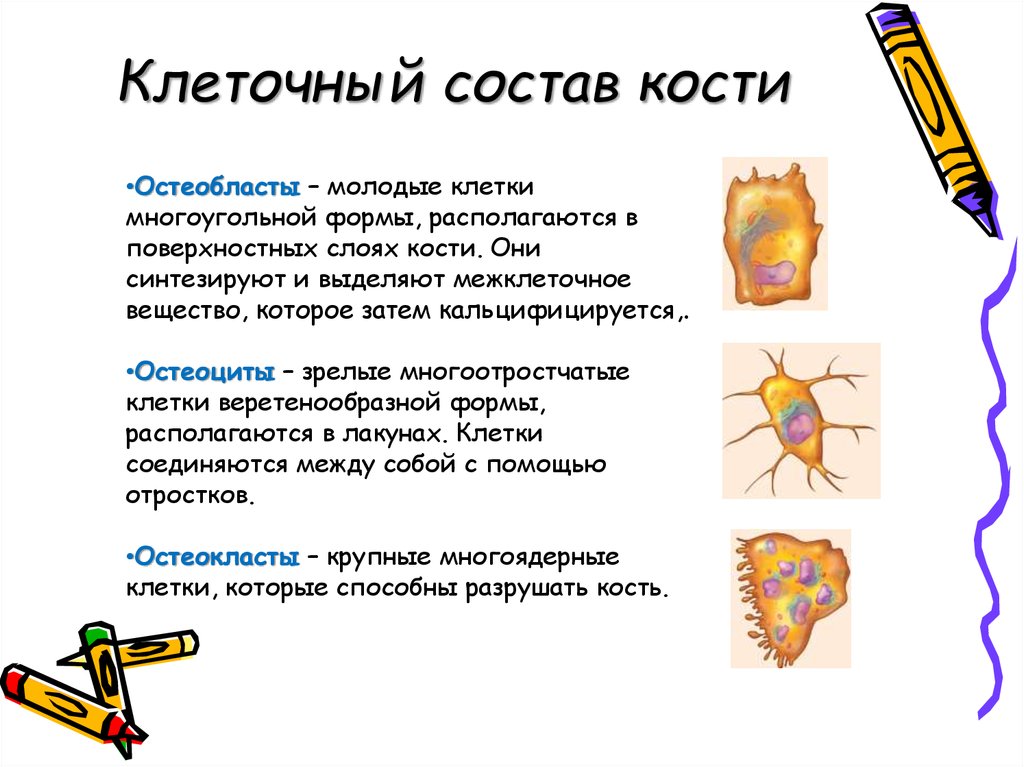 Какие клетки в кости. Клеточный состав костной ткани. Роль клетки кости. Состав костной клетки. Клетки костной ткани и их функции.