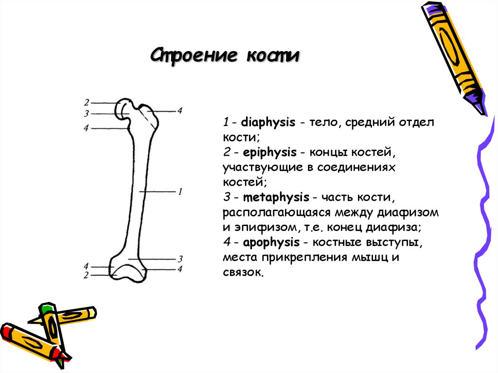 Конец кости. Отделы кости. Диафиз это конец кости. Начальный отдел кости. Как называется конец кости удаленный от места прикрепления.