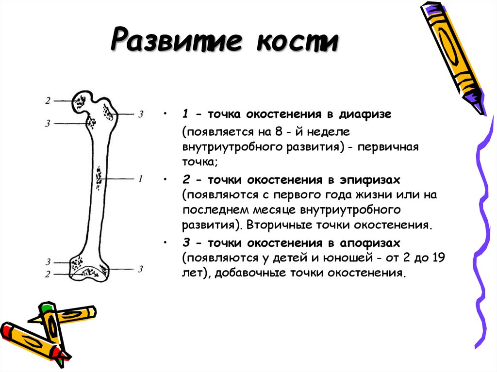 Развитие костей