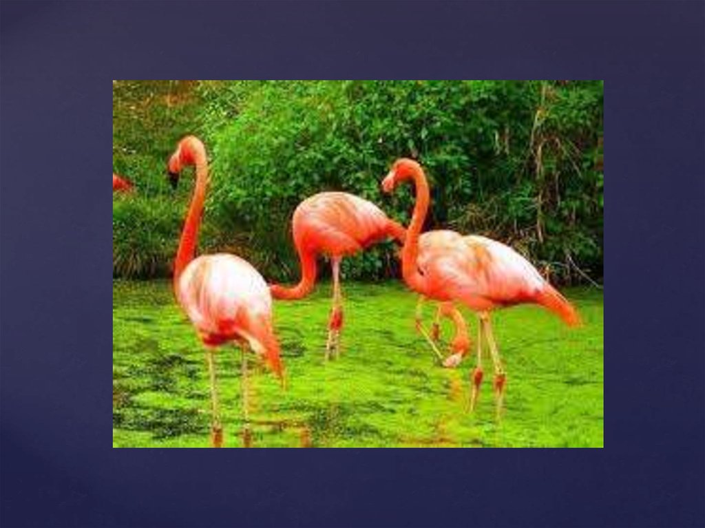 Фламинго сообщение. Красный Фламинго красной книги России. Розовый Фламинго красная книга. Проект про Фламинго. Фламинго в России.
