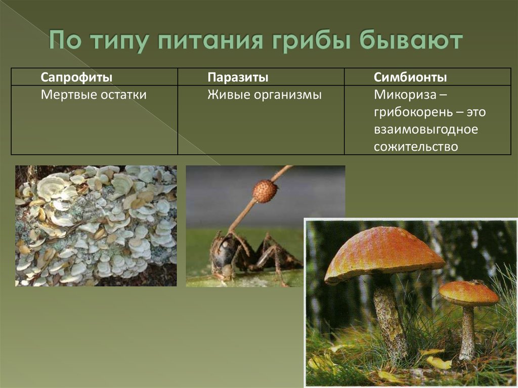 Группы грибов 6 класс биология. Грибы сапрофиты паразиты симбионты. Питание грибов сапрофиты. Питание грибов сапрофиты и паразиты. Сапрофиты паразиты симбионтыгрбы.