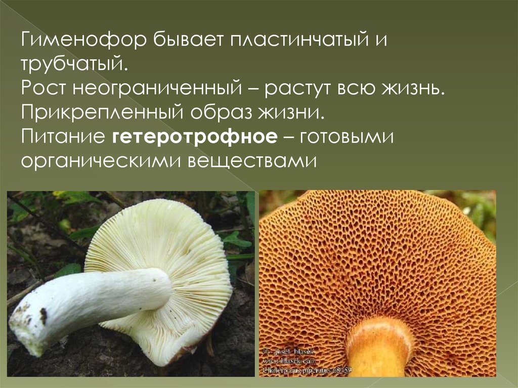 Чем трубчатые грибы отличаются от пластинчатых. Трутовик пластинчатый гименофор. Шампиньон пластинчатый гименофор. Трубчатый гименофор трутовика. У гриба трубчатый и пластинчатый гименофор.