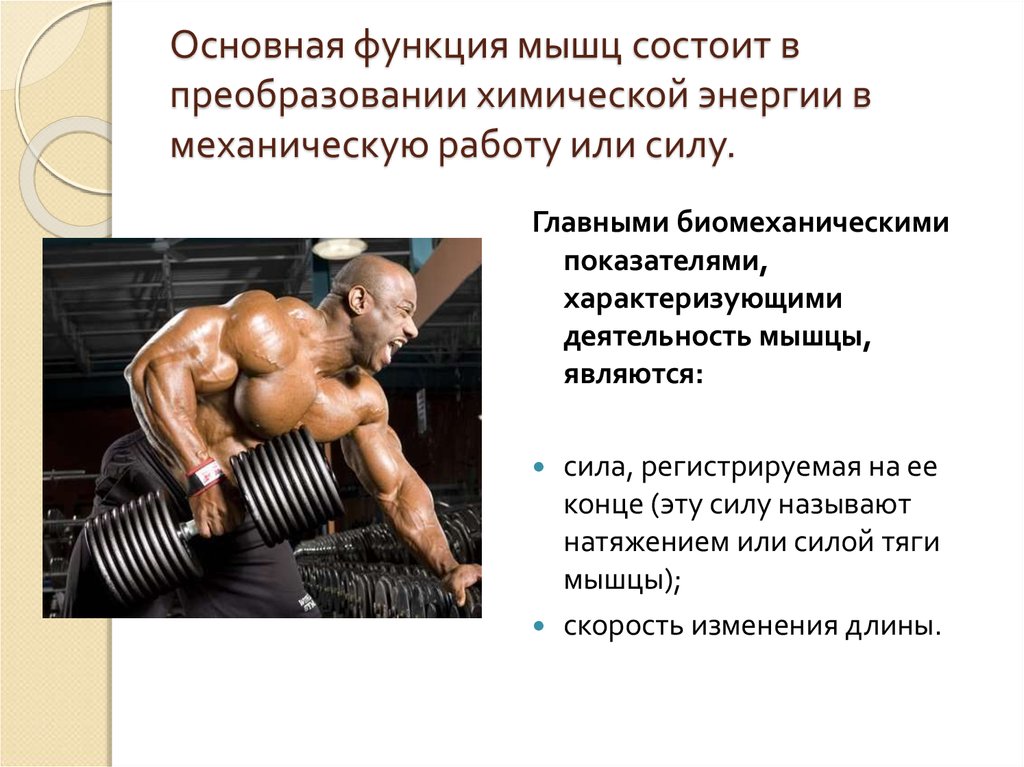 Работа и функции мышц. Мышечная деятельность. Роль мышц. Главная функция мышц. Химическая функция мышц.