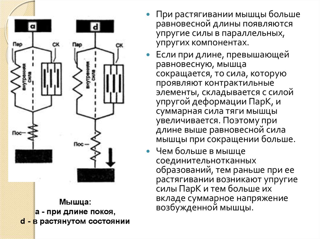 Возбуждение мышцы