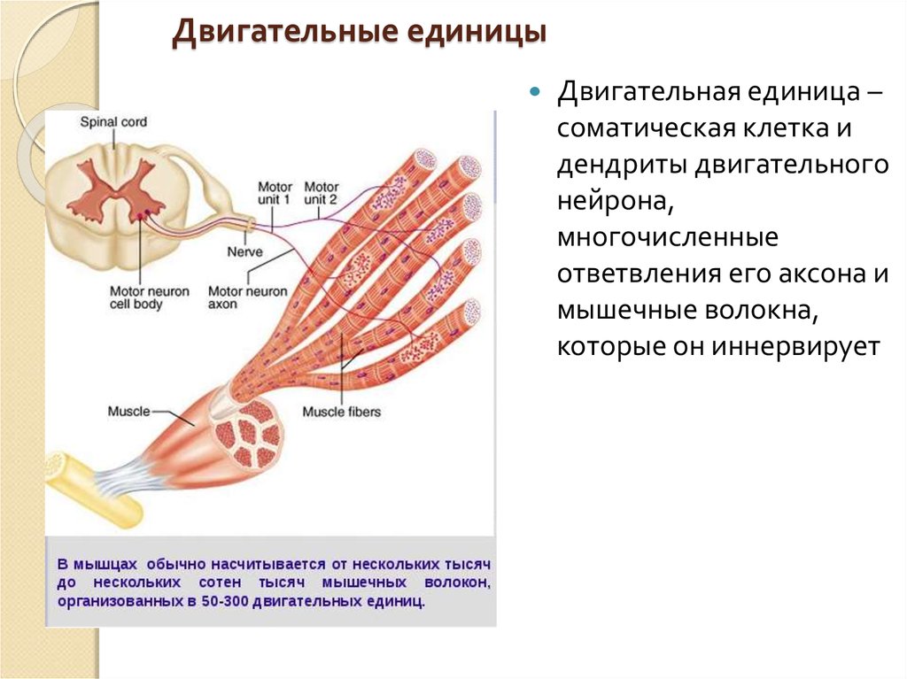 Двигательные мышцы