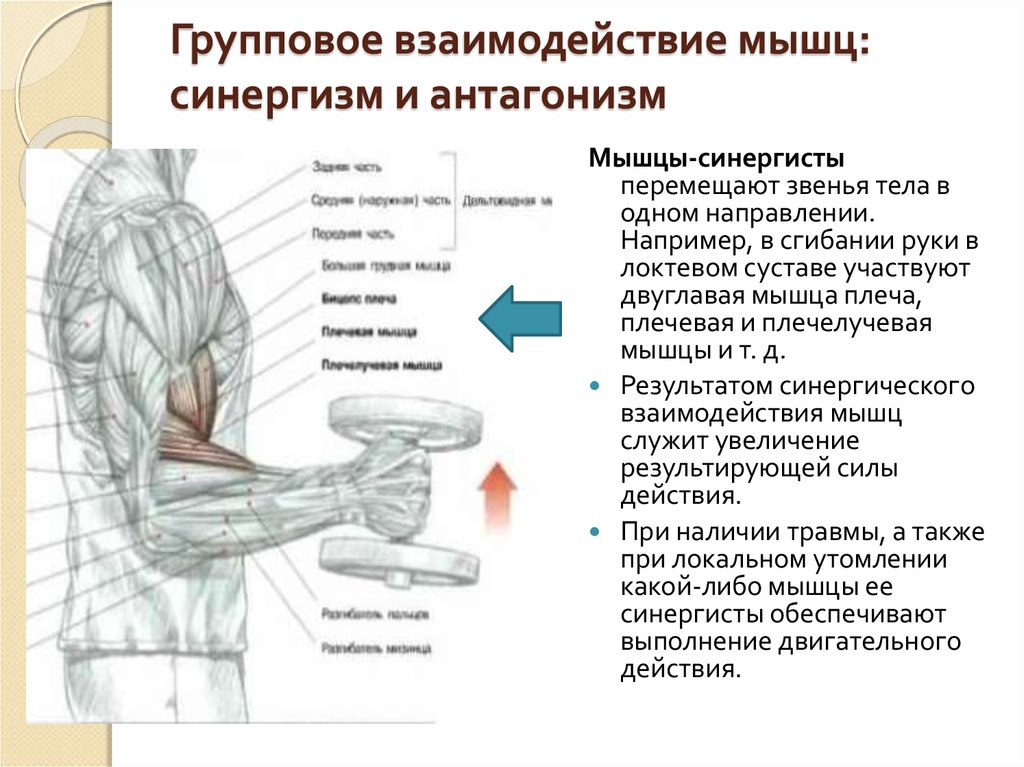 Роль мышц в движении. Групповое взаимодействие мышц. Мышцы антагонисты и синергисты. Синергист двуглавой мышцы плеча. Взаимосвязь мышц.