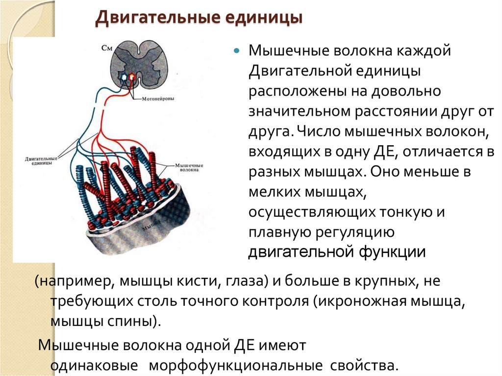 Двигательная единица это. Двигательная единица мышцы. Двигательная единица мышечного волокна. Элементы двигательной единицы. Двигательные единицы мышц таблица.