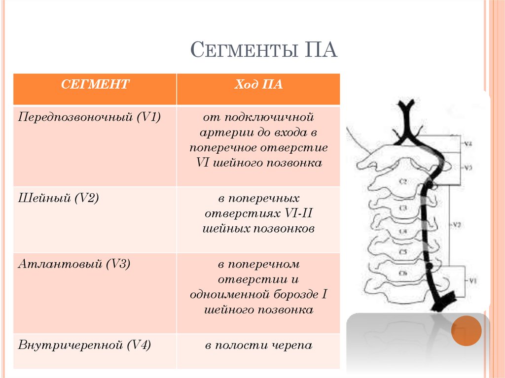 Ru сегменте. V3 сегмент позвоночной артерии. Сегменты v1 v2 позвоночных артерий. V4 сегментов позвоночных артерий. Сегменты v3 v4 позвоночной артерии.