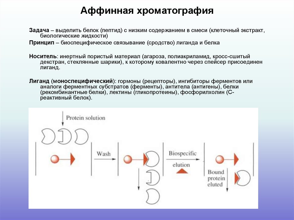 Выделение белка. Аффинная хроматография схема. Схема механизма аффинной хроматографии. Аффинная хроматография принцип метода. Принцип метода аффинной хроматографии белков.