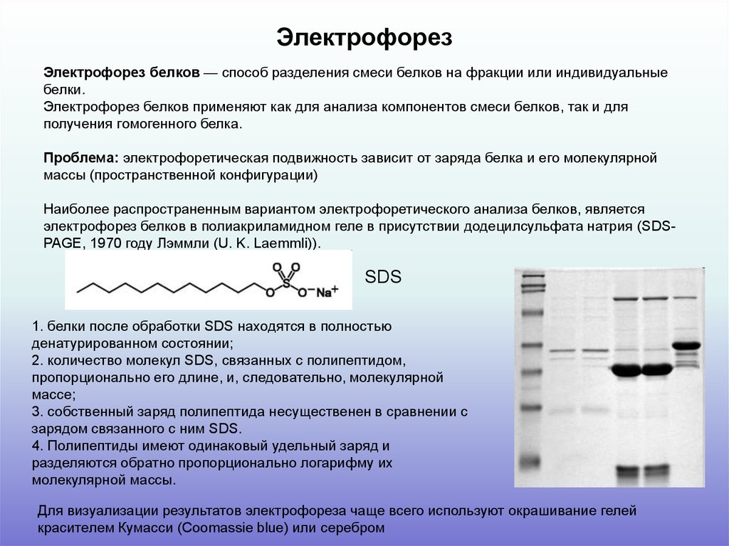 Электрофорез белков