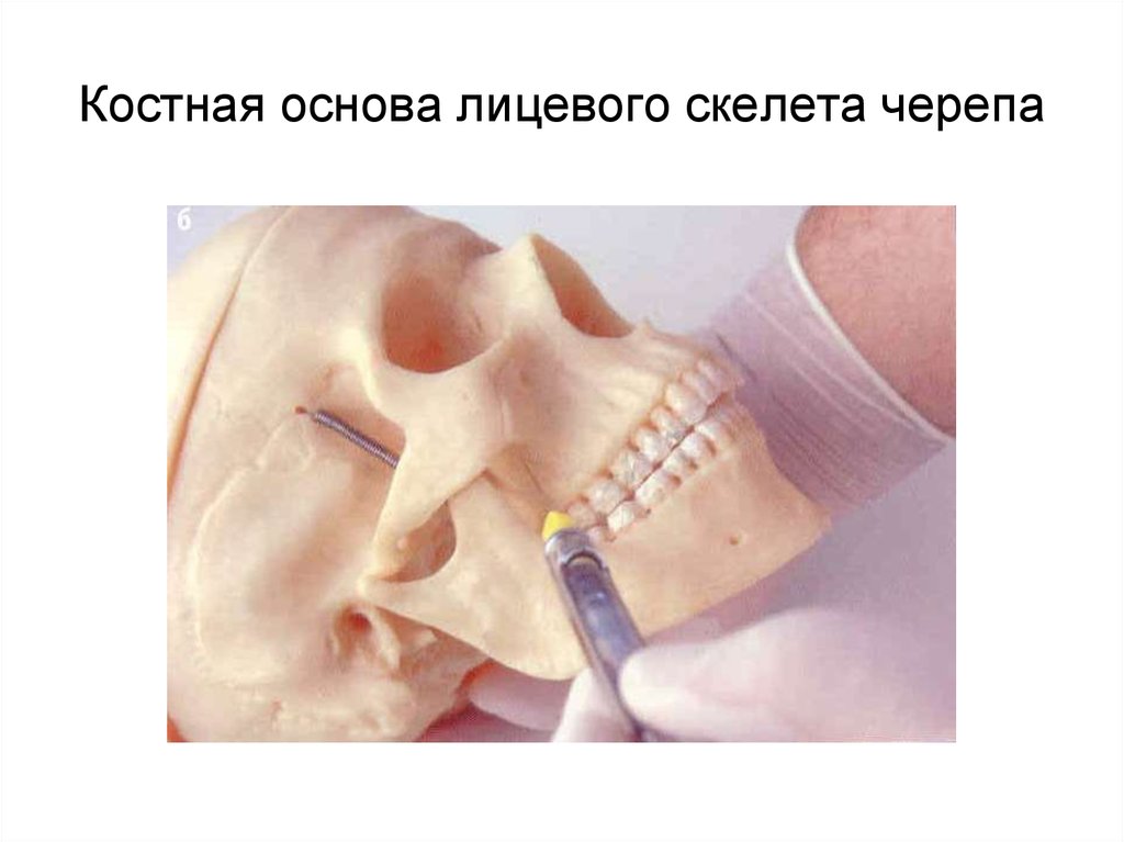 Костная основа лицевого скелета черепа