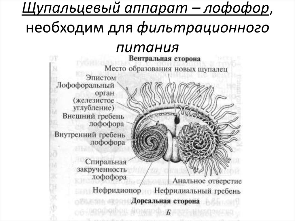 Щупальцевые - 3076500