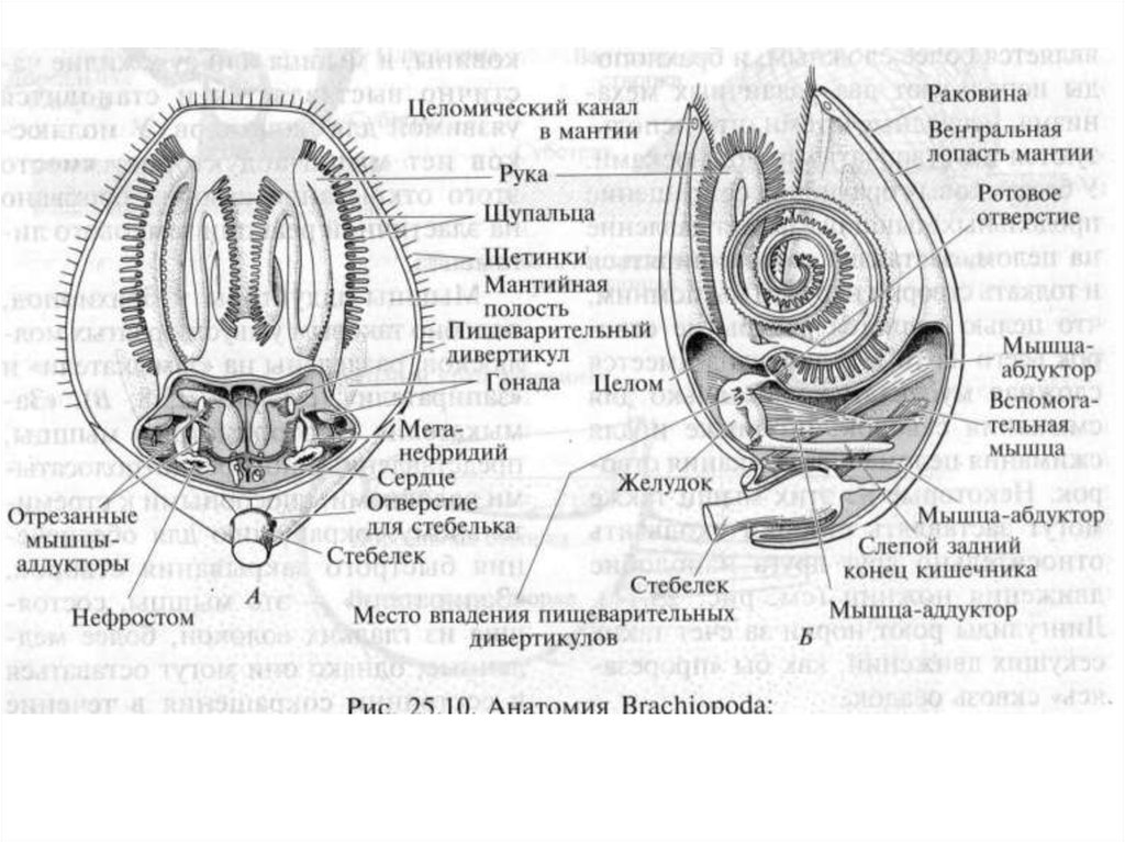 Женская половая система фото. Женские половые губы строение. Нефридии у моллюсков. Целомический эпителий. Как устроены женские половы органы