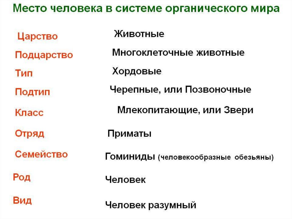 Место человека в зоологической системе презентация