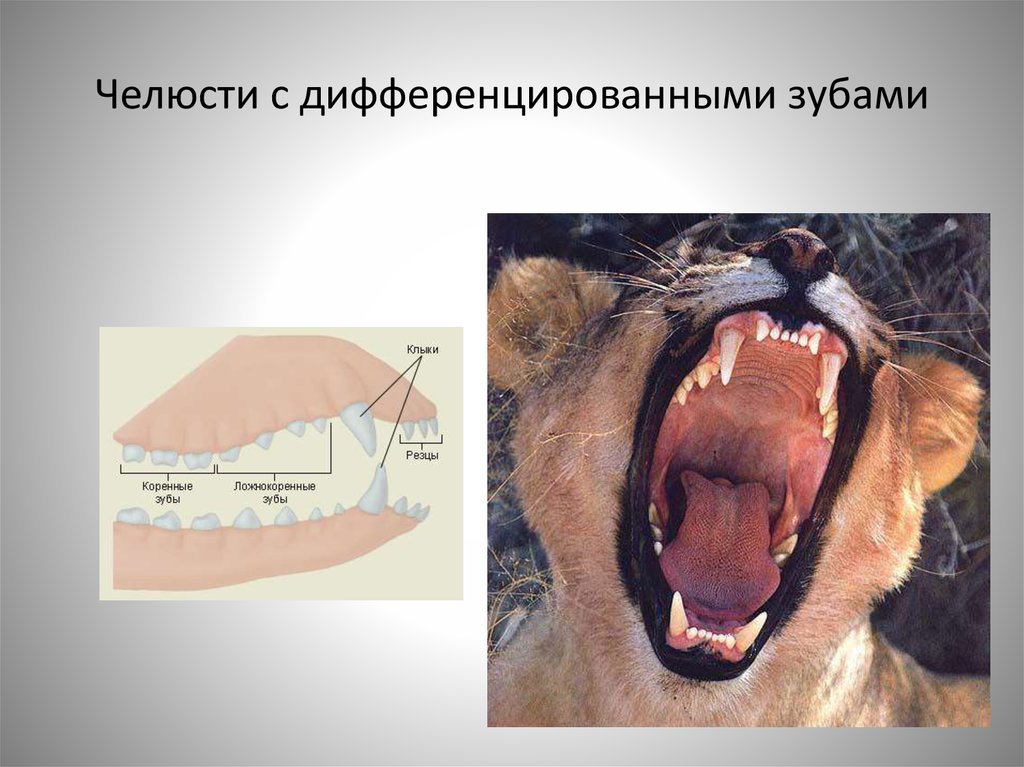 Укажите название зубов обозначенных на рисунке у млекопитающих