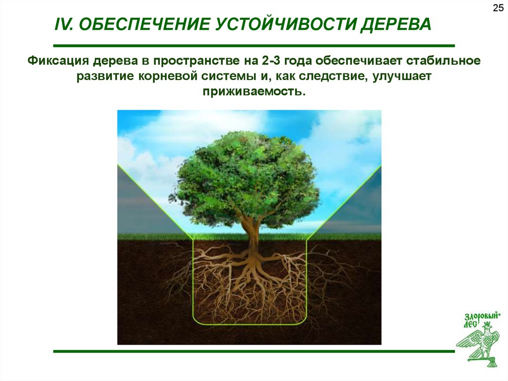 Элемент системы дерево. Дерево устойчивости. Корневая система деревьев. Класс устойчивости у деревьев. Деревья с самой развитой корневой системой.
