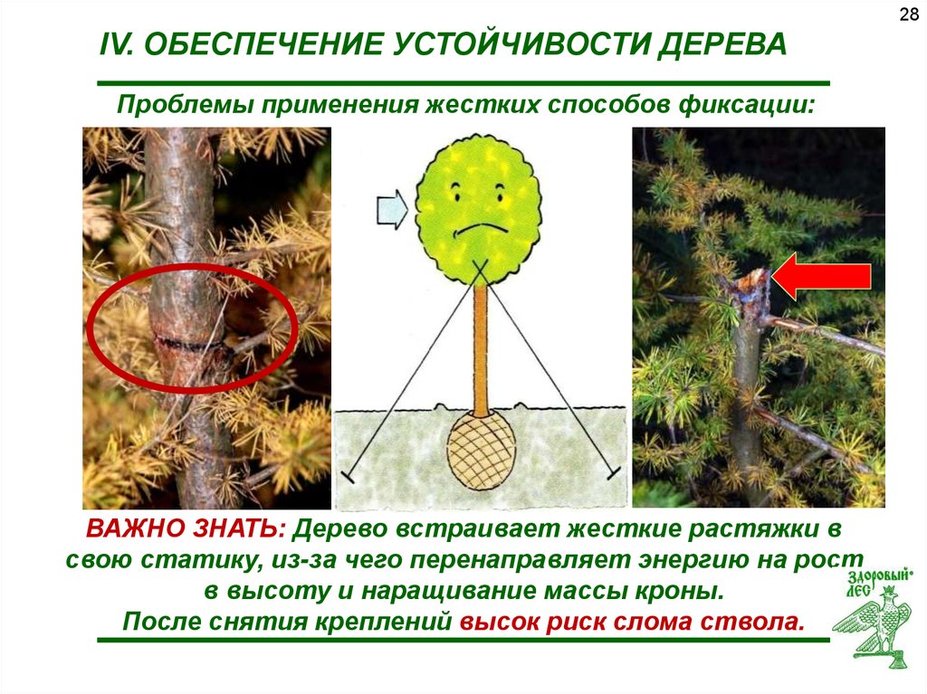 Обеспечивает устойчивость. Дерево устойчивости. Упражнение дерево устойчивости. Класс устойчивости деревьев. Дерево, устойчивое к перепадам температуры.