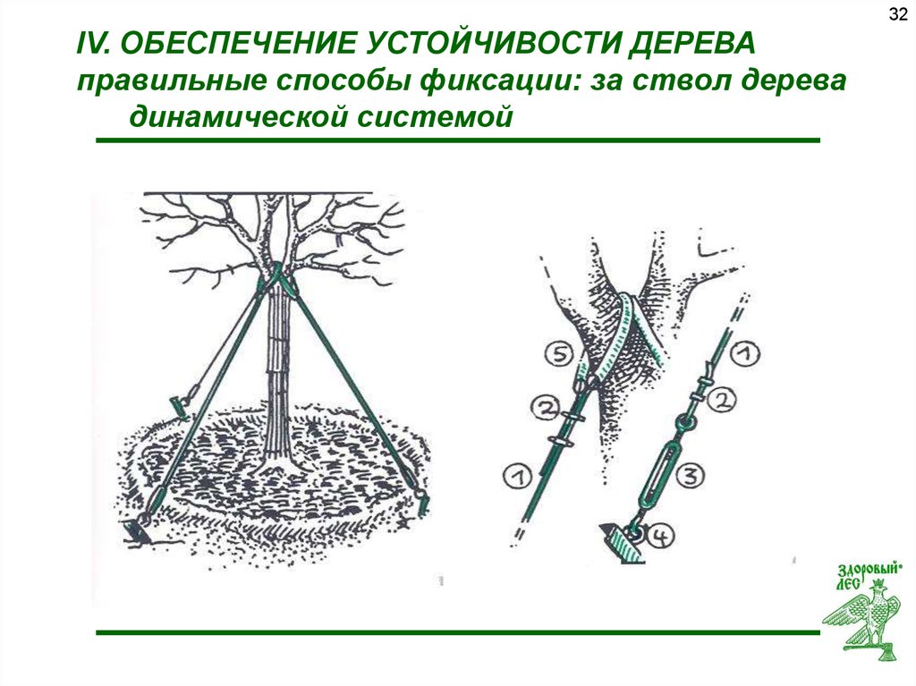 Обеспечение устойчивости. Способы фиксации ствола дерева. Дерево устойчивости. Динамическая система закрепления дерева. Упражнение дерево устойчивости.