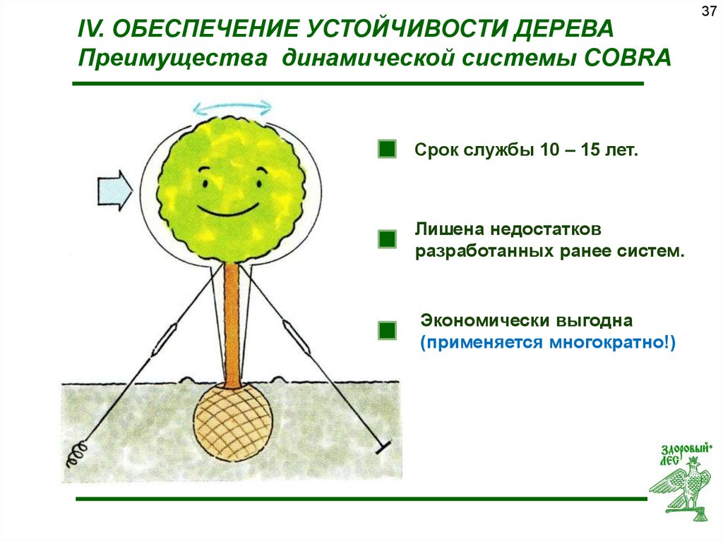 Обеспечивает устойчивость. Дерево устойчивости. Упражнение дерево устойчивости. Выявление устойчивости деревьев. Как определить здоровое дерево или нет.