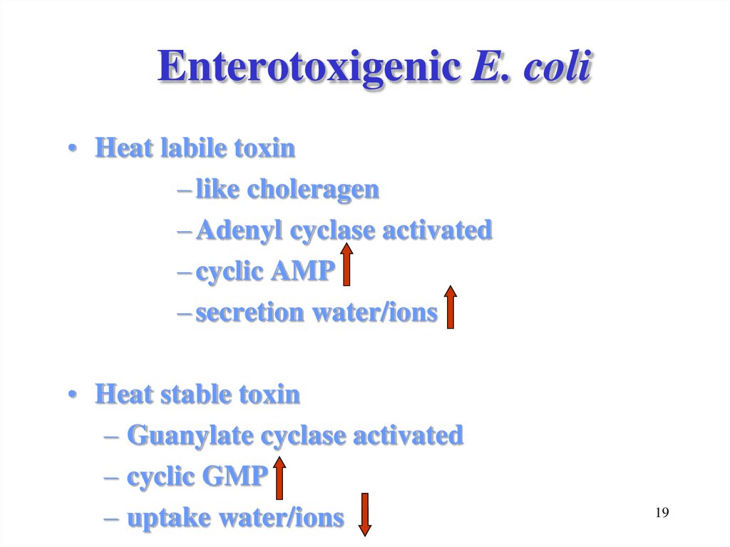 Enterobacteriaceae Gram Negative Rods Enteric Tract Online Presentation