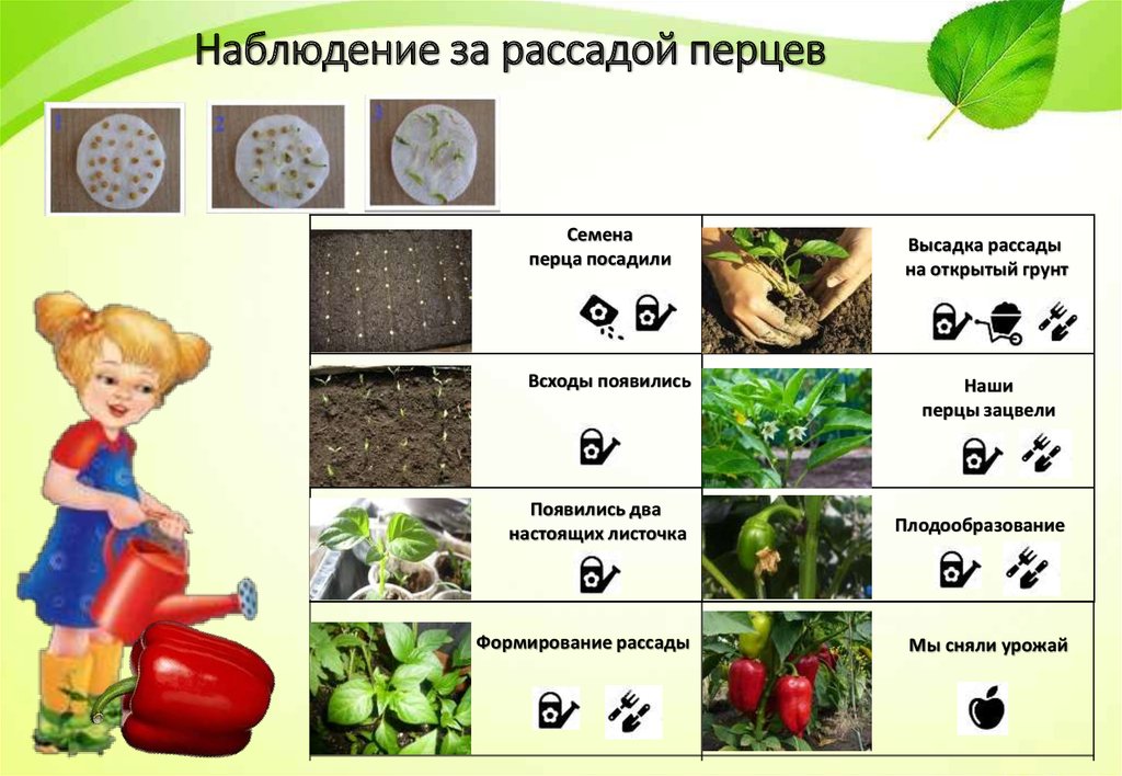 Календарь наблюдений за овощными культурами