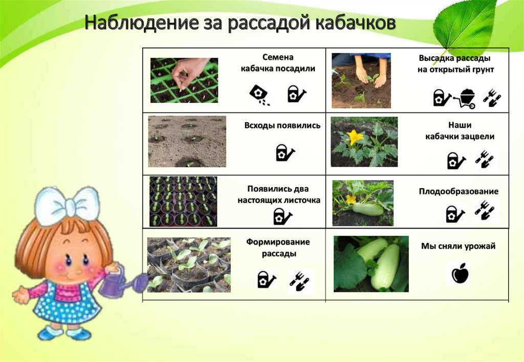 Дневник наблюдений огород на окне в детском саду в картинках образец