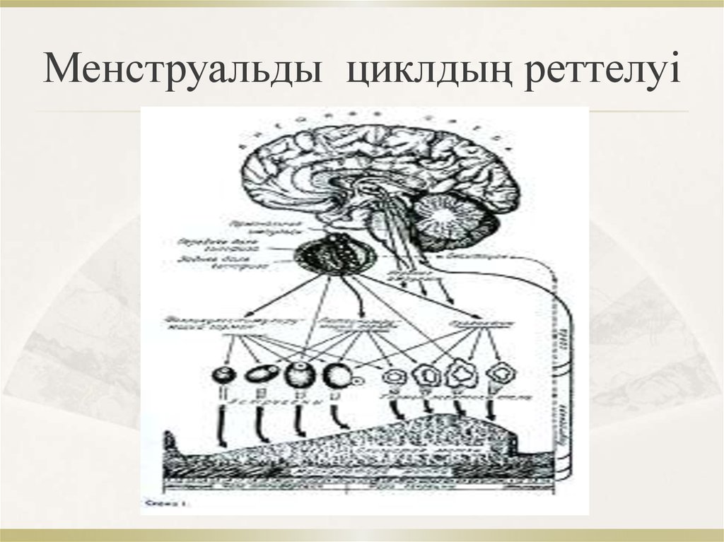 Орыс әйелдерінің жыныстық қатынасы
