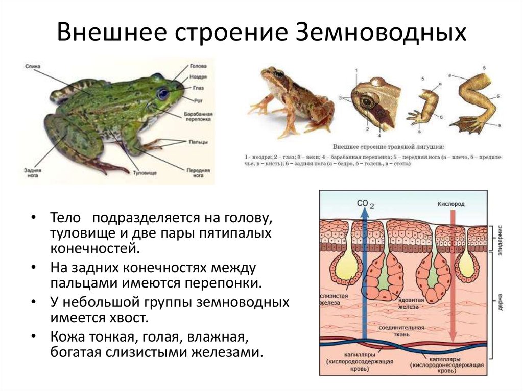Особенности организма земноводных. Внешнее строение амфибии земноводные. Внешнее строение земноводных 7. Внешнее и внутреннее строение земноводных 7 класс биология. Внешнее строение лягушки кожа.