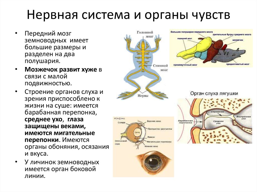 Нервная система и органы чувств млекопитающих. Органы чувств земноводных. Нервная система и органы чувств. Нервная система земноводных. Строение нервной системы амфибий.