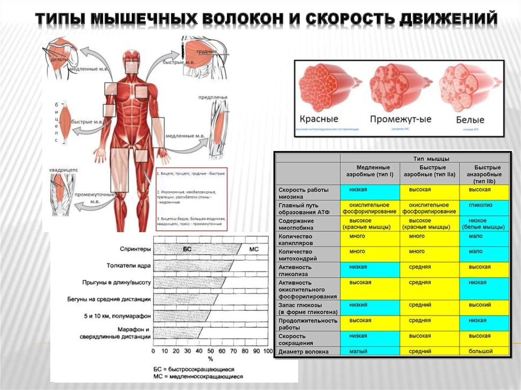 Мышцы разных. Различают несколько типов мышечных волокон. Сравнительная таблица двух типов мышечных волокон. Первый Тип мышечных волокон. Характеристика второго типа (белых) мышечных волокон.