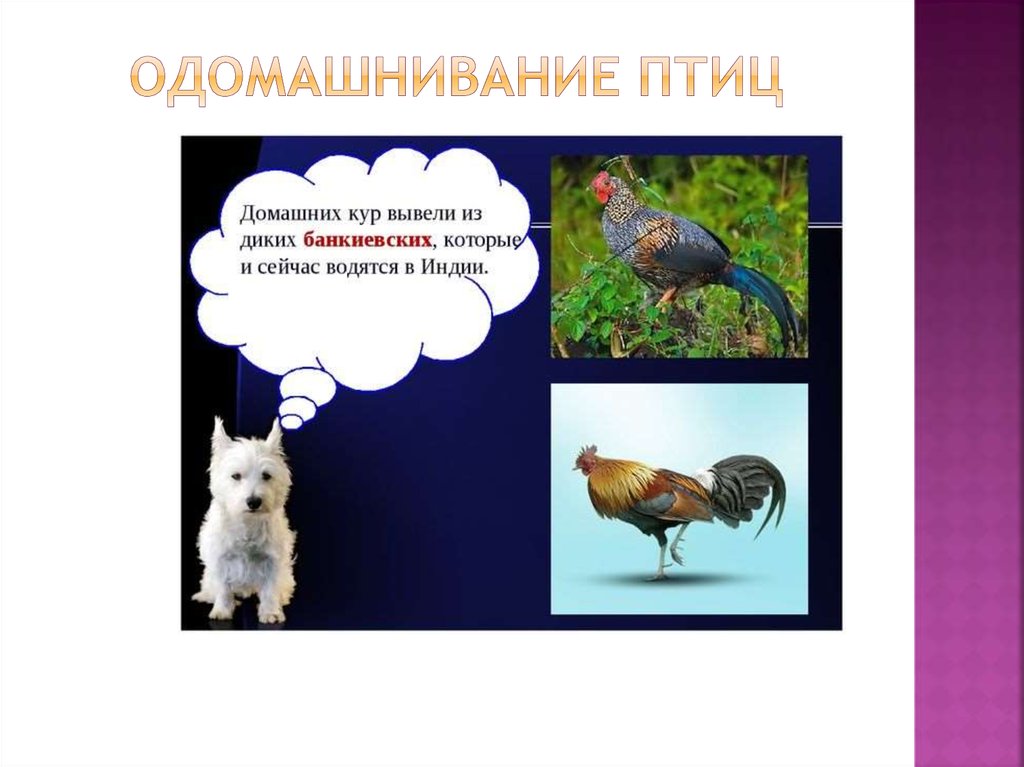 Одомашнивание птиц