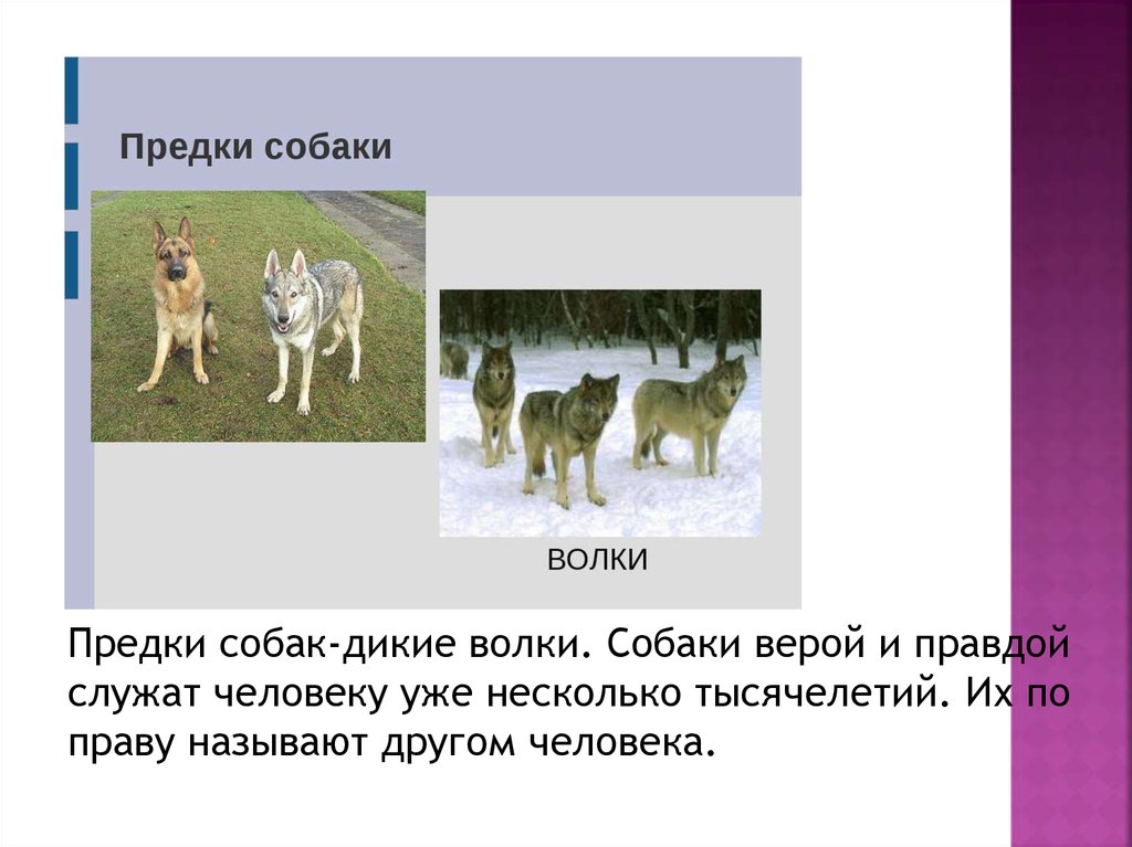 Собаки произошли от волков