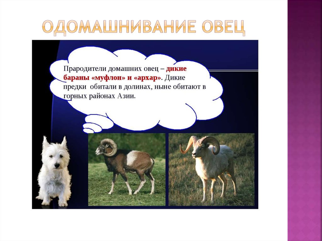 Одомашнивание овец