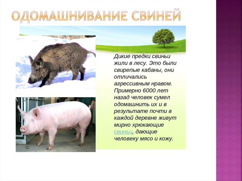 Чем отличаются домашние животные от диких. Одомашнивание свиней. Предок свиньи. Дикий предок домашней свиньи. Одомашнивание кабана.