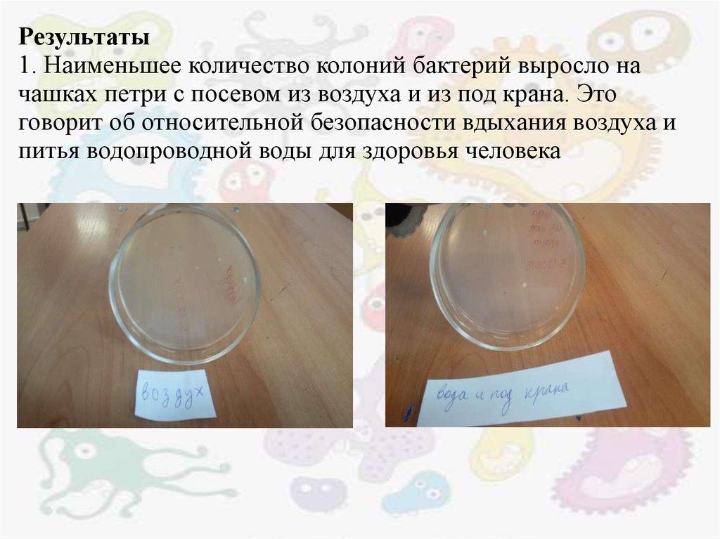 В чашку петри поместили. Сколько бактерий в колонии. Результаты посева воздуха на чашке Петри. Как посчитать количество колоний в чашке Петри. Чашка Петри с посевом воздуха.