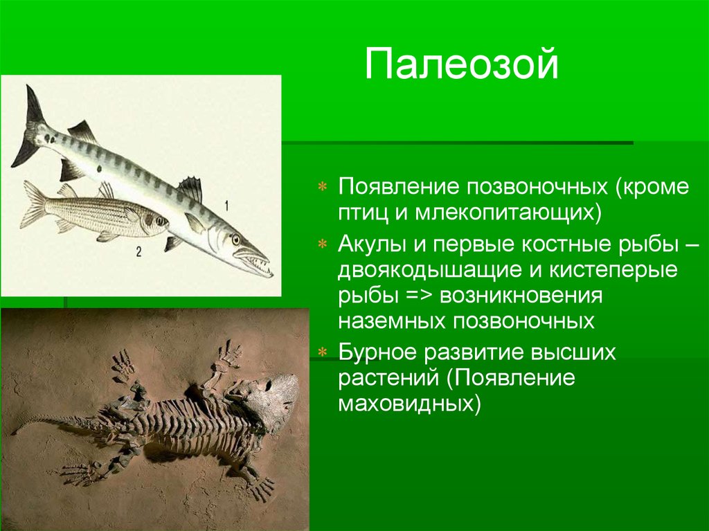В процессе эволюции позвоночник появился у. Кистеперые рыбы палеозой. Акулы палеозоя. Рыбы от которых появились млекопитающие.