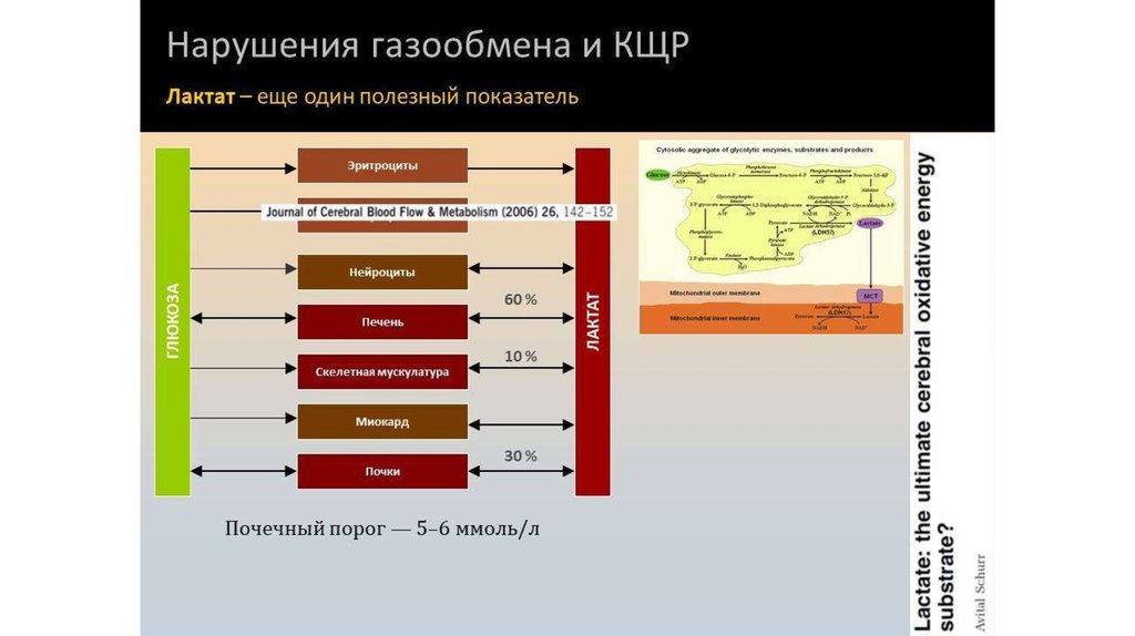 Пороговый уровень лактата. Нарушений газового состава крови. Нарушение газообмена и КЩР. Нарушения кислотно-щелочного равновесия (КЩР). Основные типы нарушений газового состава крови.