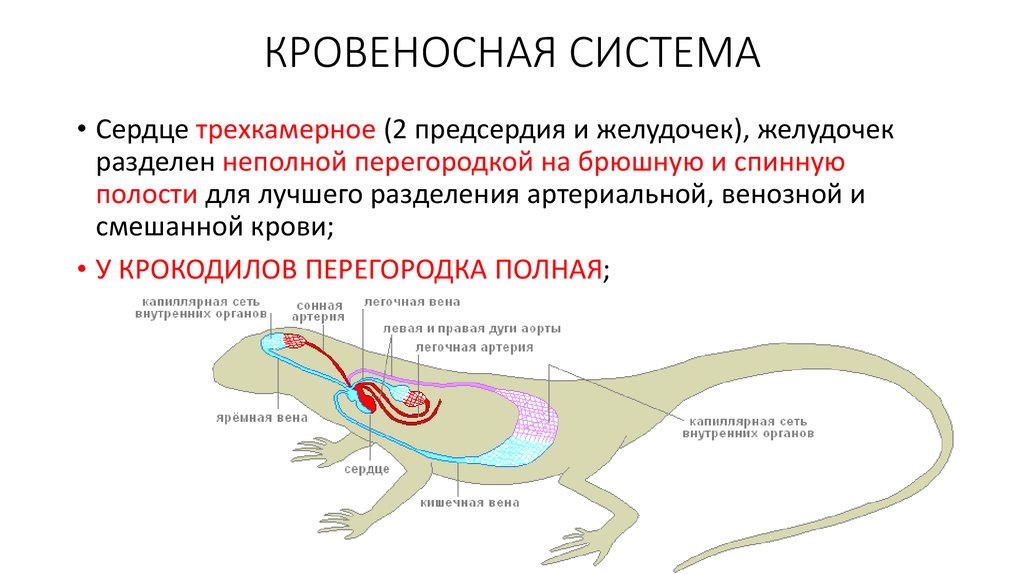 Сердце у крокодила состоит. Кровеносная система крокодилов схема. Кровеносная система система пресмыкающихся. Кровеносная система система рептилий. Схема кровообращения пресмыкающихся.