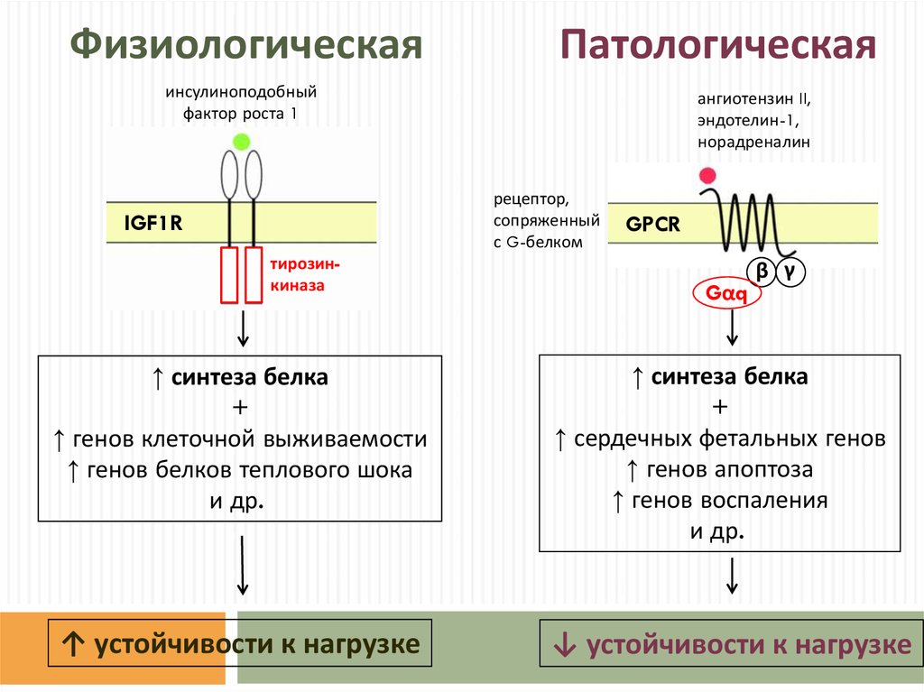 Фактор рос. Инсулиноподобный фактор роста-1 (ИФР-1).. IGF-1 инсулиноподобный фактор роста-1. Инсулиновый фактор роста IGF 1.