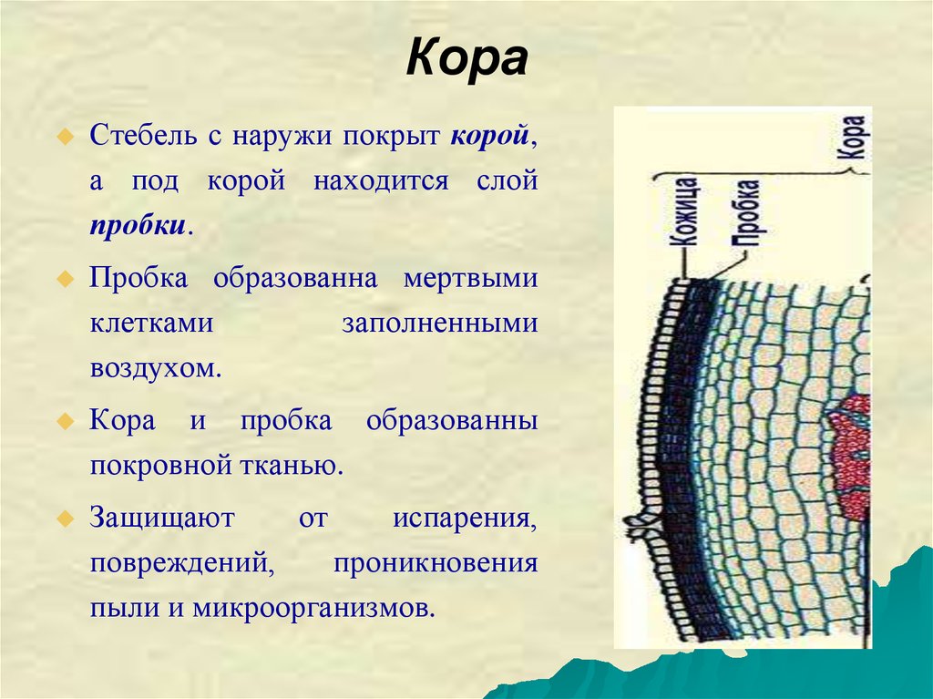 Пробка какая ткань. Наружный слой коры стебля. Строение стебля пробка ткань. Строение коры стебля. Клетки пробковой ткани стебля?.