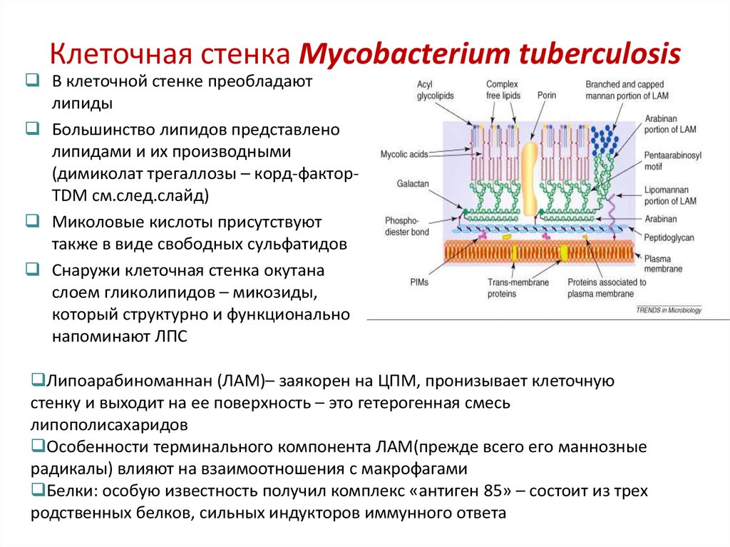 Клеточная стенка клетки особенности строения. Строение клеточной стенки микобактерий. Строение кислотоустойчивых бактерий. Особенности строения клеточной стенки кислотоустойчивых бактерий. Строение клетки микобактерии туберкулеза.