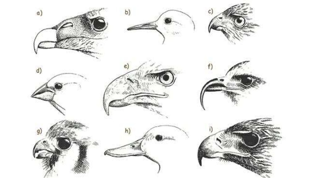 Птицы какое лицо